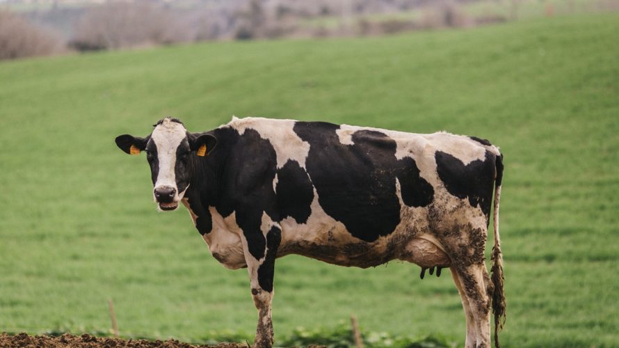 Domenica 26 novembre la Filiera latte del Lazio organizza per la prima volta “Porte aperte in fattoria”, un’iniziativa pensata per mettere in connessione città e campagna attraverso il racconto di […]