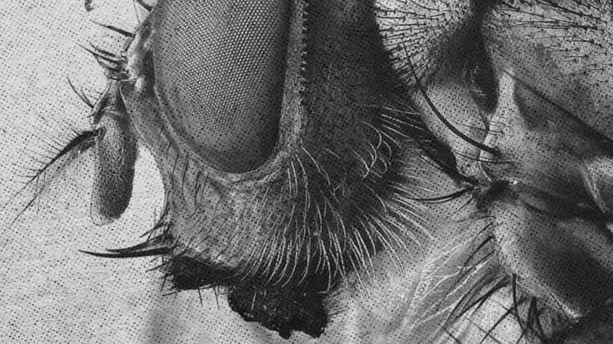 La mosca, il libro che ha ispirato il celebre film di David Cronenberg, introvabile in italiano, arriva finalmente in libreria e fumetteria in un’edizione arricchita dalle illustrazioni di Denis Pitter. Una […]