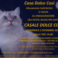 Comunicato stampa Cosetta Bosi… Titolare bemefattrice dell’hotel Luxury “Casale dolce Così”