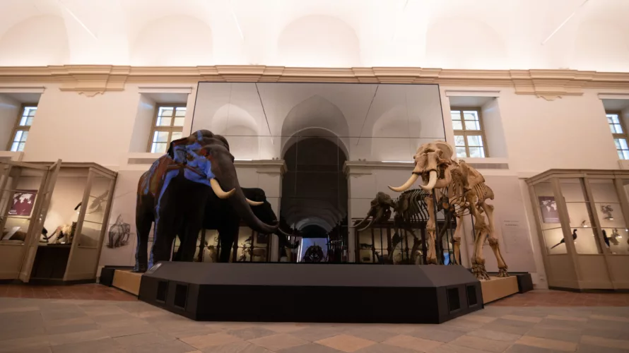 Dopo 10 anni dalla chiusura, a seguito dell’incendio avvenuto nell’agosto 2013,  finalmente, il Museo Regionale di Scienze Naturali di Torino – istituito dalla Regione Piemonte nel 1978, la cui sede è […]